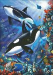 (image for) Orcas